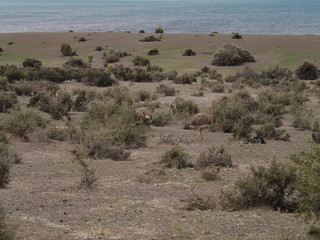 Wild Patagonian Rhea