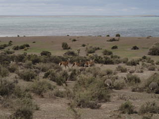 Patagonian wildlife. Guanaco and Rhea © fotogenix