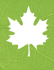 Nature background with free space for text or image. Green leaf