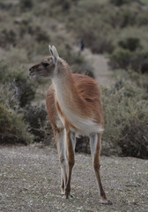 The guanaco (Lama guanicoe)