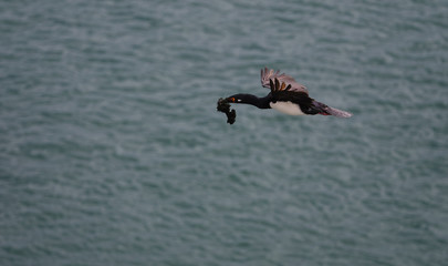 Magellanic cormorant in flight
