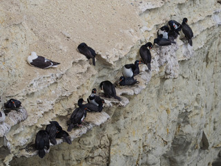 Magellanic cormorant colony