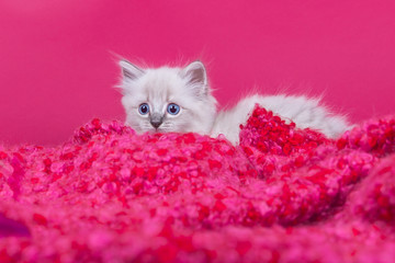 Ragdoll Kitten pink