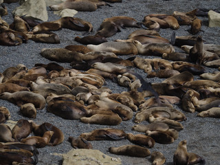 Colony of Patagonian Sea Lions