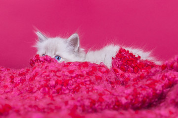 Ragdoll Kitten pink