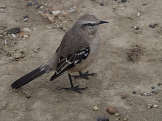 Patagonian Mocking Bird