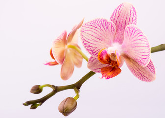 The branch of orchids on a white background. Seleсtive focus