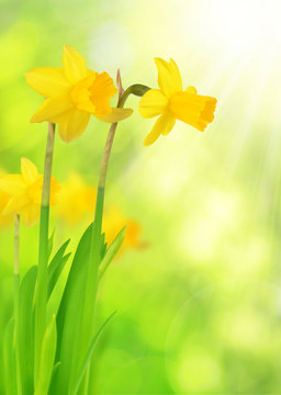 Narcissus flowers on green natural background