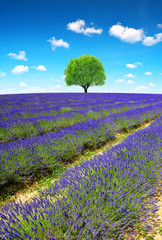 Fototapeta na wymiar Lavender fields in Provence - France, Europe.