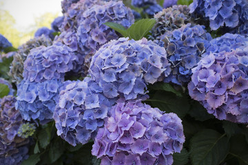 hortensia flowers