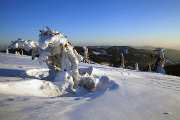 eingeschneite Fichten am Feldberg im Winter