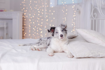 Australian Shepherd (Aussie ), 3 months old