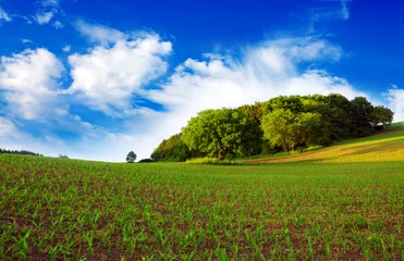 Photo sur Plexiglas Été Summer landscape with corn field and clouds.