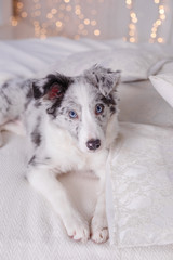 Australian Shepherd (Aussie ), 3 months old