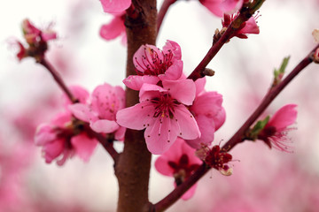 Branches of peach tree in blossom