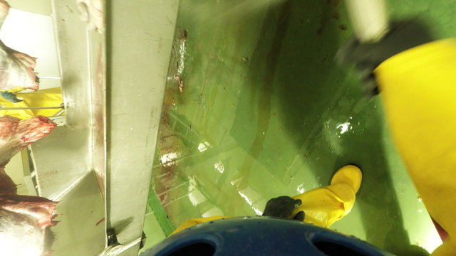 Experienced cleaning professional effectively utilizes high pressure water jet to efficiently eliminate organic waste in an abattoir interior.