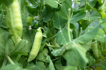 garden pea