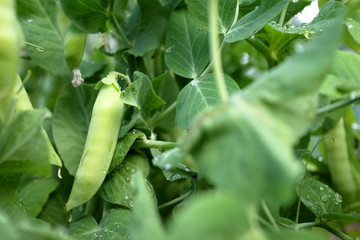 garden pea