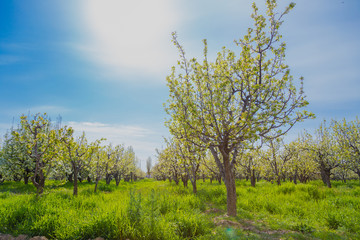 Fototapeta premium blooming apple tree in spring