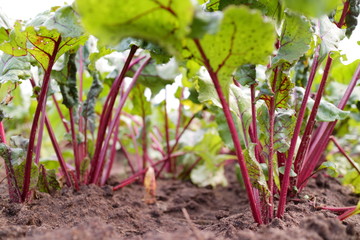 beetroot in the garden