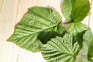 raspberry leaf