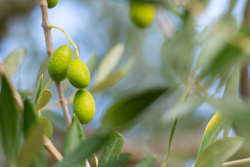 olive tree