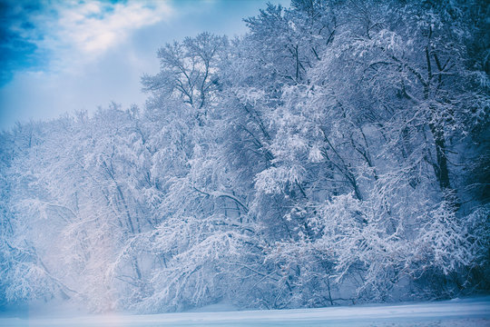 Fototapeta Winter forest covered with snow