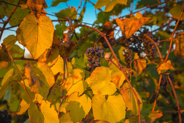 Gorgeous sunset over beautiful green vines