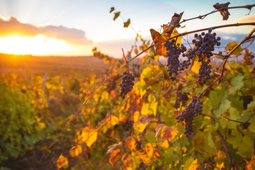 Gorgeous sunset over beautiful green vines
