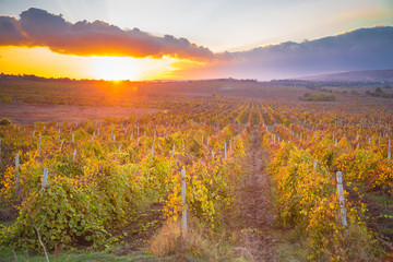 Gorgeous sunset over beautiful green vines