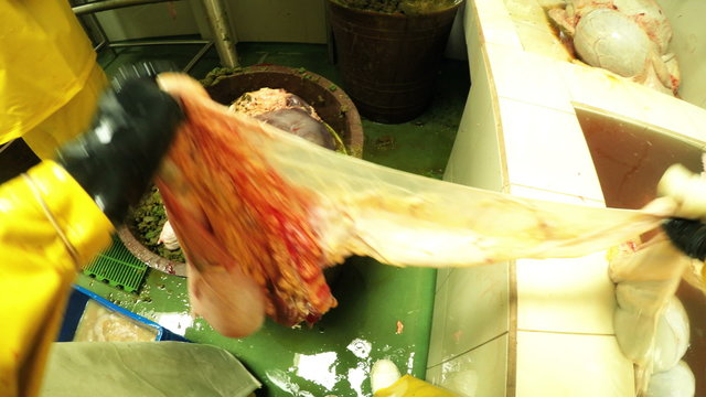 Experience the visceral reality of a slaughterhouse worker as they handle animals' intestines in a first person perspective,showcasing the raw footage and immersing viewers in the process.