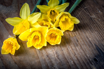 Bunch of yellow daffodils with blossom