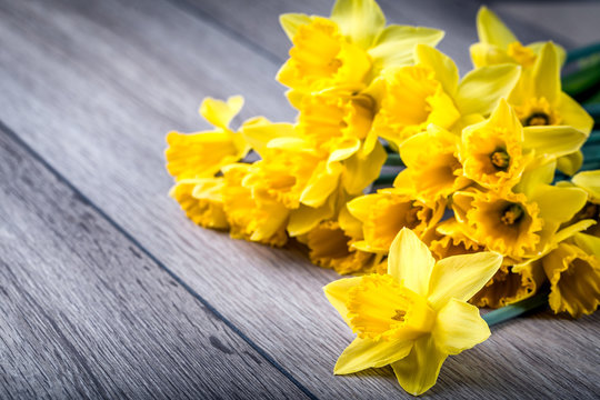 Bunch of yellow daffodils with blossom