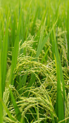 Rice on the field closeup.