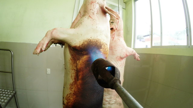 Experience the intense first person shooter style footage of an action camera mounted on a gas blow torch used for animal singeing in a slaughterhouse.