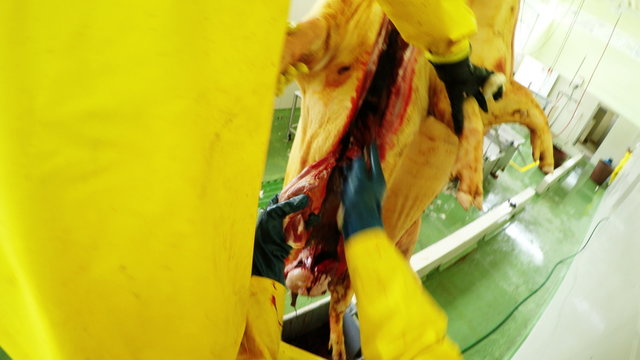 A first-person view of a worker in yellow gear eviscerating a pig carcass hanging from a rail in a slaughterhouse in Ecuador, removing internal organs with a knife, blood on the green floor.