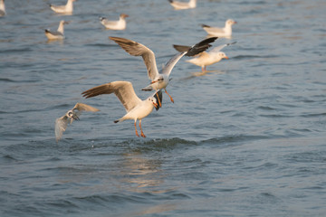 Fototapeta na wymiar Seagull figtht for a fish