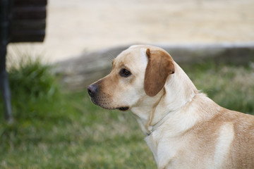 A Brown labrador in a grass field