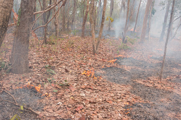 A fire in leafy forest. Early spring