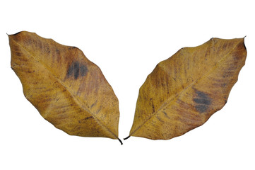 dry leaves isolated on white background