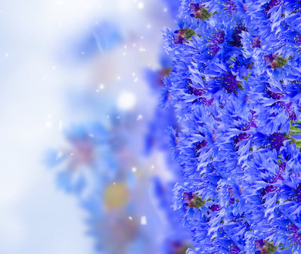 Fototapeta field of blue cornflowers