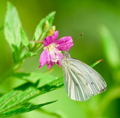 The large white butterfly (Pieris brassicae) on the flower hairy willow-herb (Epilobium hirsutum)