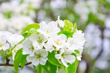Blooming Apple tree