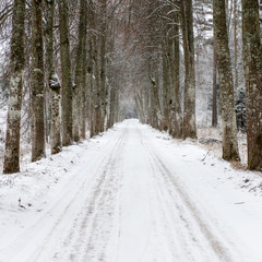 Obraz premium empty road in the countryside in winter