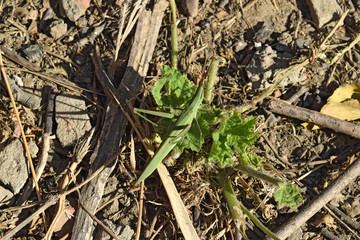 Locusts in the grass