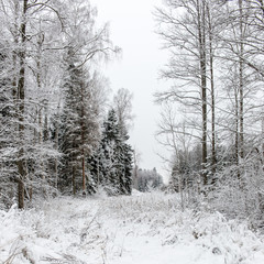 empty road in the countryside in winter