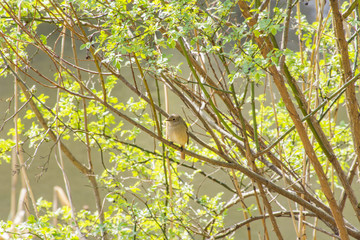 Obraz premium ジョウビタキ、正面