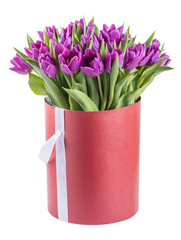 purple tulips in a hat box, isolated on white background