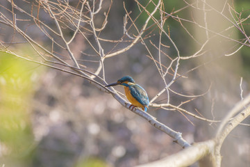 夕方のカワセミ