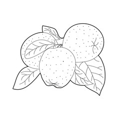 Set of apples vector, set di mele in bianco e nero vettoriali